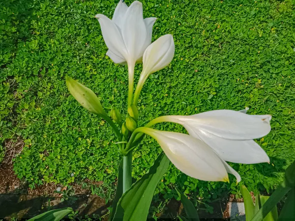 Crinum Latifolium Weiße Blüten Sommer Garten — Stockfoto