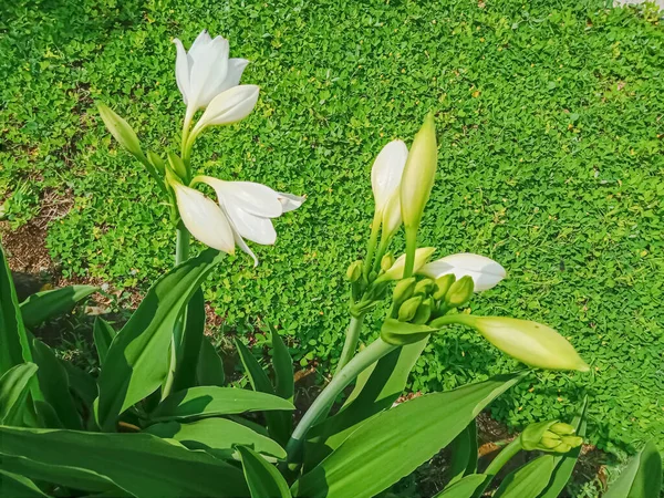 Crinum Latifolium Flores Blancas Verano Jardín — Foto de Stock
