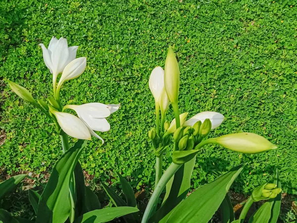 Crinum Latifolium Flores Blancas Verano Jardín — Foto de Stock