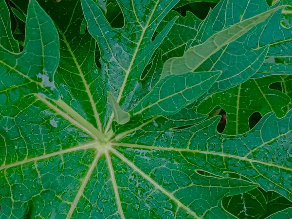 green leaves, papaya leaves in the garden.