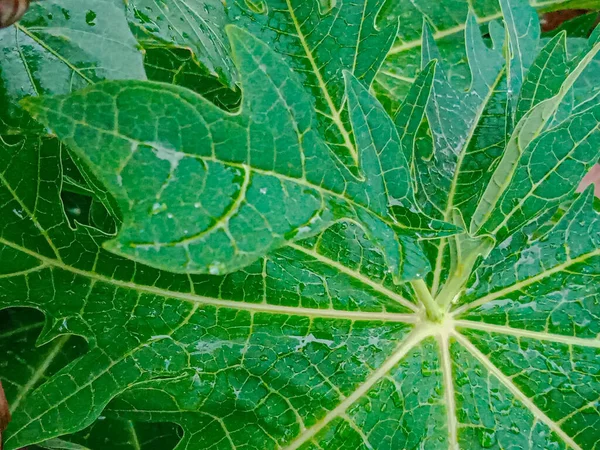 Zielone Liście Liście Papai Ogrodzie — Zdjęcie stockowe