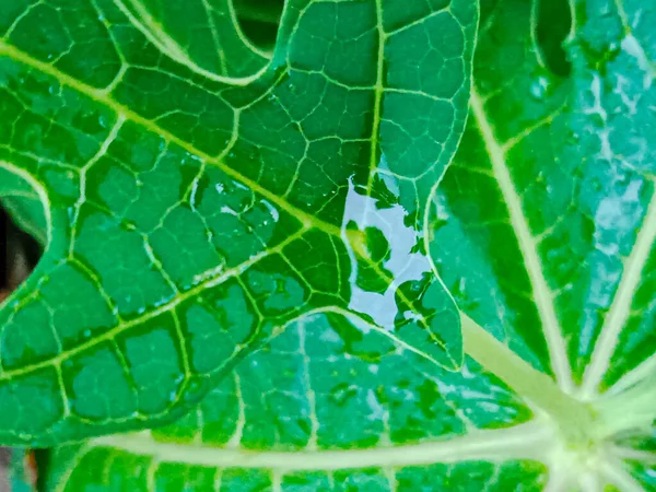 Zielone Liście Liście Papai Ogrodzie — Zdjęcie stockowe