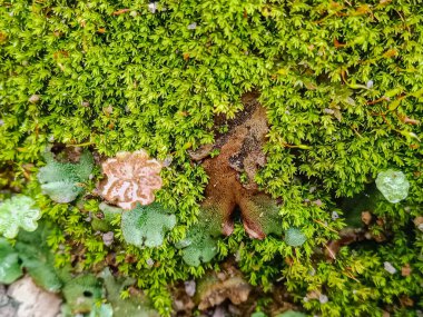 Kayanın üzerinde yeşil yosun var. doğa arkaplanı