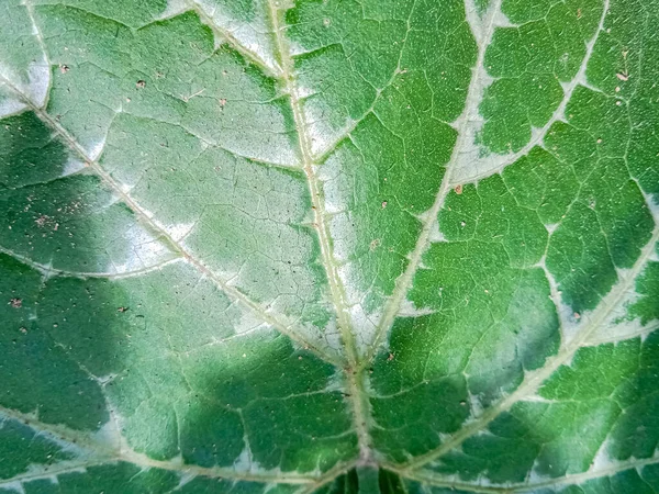 Pumpkin Leaf Texture Garden — Stock Photo, Image