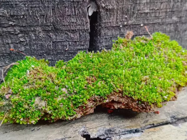 Зеленый Мох Скале Природа Фон — стоковое фото
