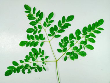 Moringa yaprakları, beyaz bir arka planda izole.