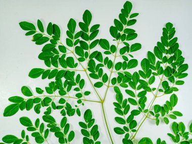 Moringa yaprakları, beyaz bir arka planda izole.