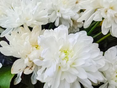 Beyaz çiçek, bahçedeki kasımpatı morifolium