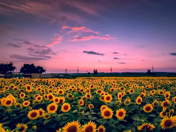 Cama Girasol Flores Amarillas Jardín Con Fondo Atardecer — Foto de Stock