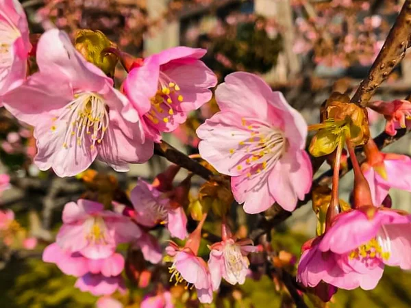 Flores Cerezo Flores Color Rosa Ramas Árboles — Foto de Stock
