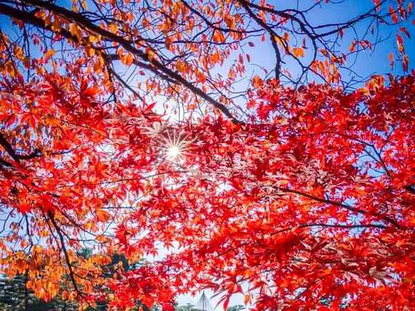 Красный Momiji Японские Листья Красные Листья Фон — стоковое фото