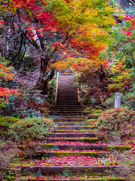 赤いもみじ日本の葉 赤い葉の背景 ロイヤリティフリーのストック画像