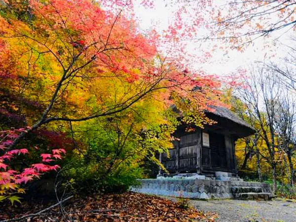 Kolorowe Liście Klonu Jesienno Opadającym Drzewie Liści Japonia — Zdjęcie stockowe
