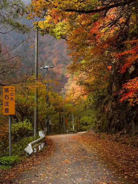 Красочные Листья Клена Осенне Осеннем Осенне Осеннем Листьях Япония — стоковое фото