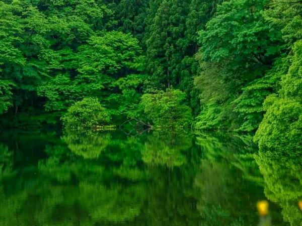 金沢の兼六園で見られる紅葉と木々の景色 — ストック写真