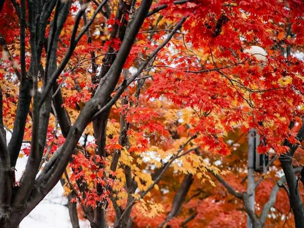 Вид Деревья Цветные Осенние Листья Момидзи Кенрохене Фазаве Фазаве Фазане — стоковое фото