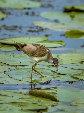 Endonezya 'daki Tyto sulak arazisinde beyaz kaşlı Crake (Porzana Cinerea).