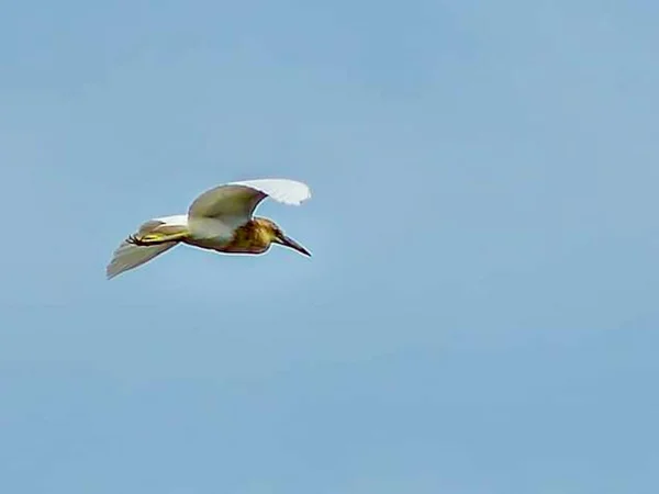 Squacco Heron Flying Clouds Beautiful Sky Background — 图库照片