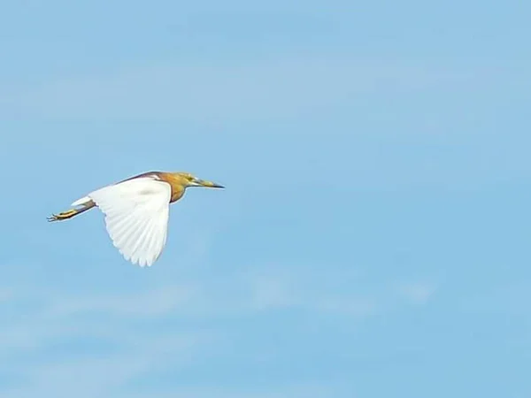 Squacco Heron Flying Clouds Beautiful Sky Background — 图库照片