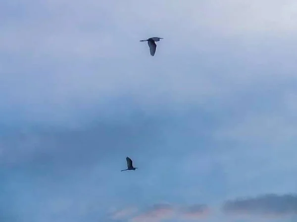 Great Egret Bird Ardeidae Family Flying Air — 图库照片