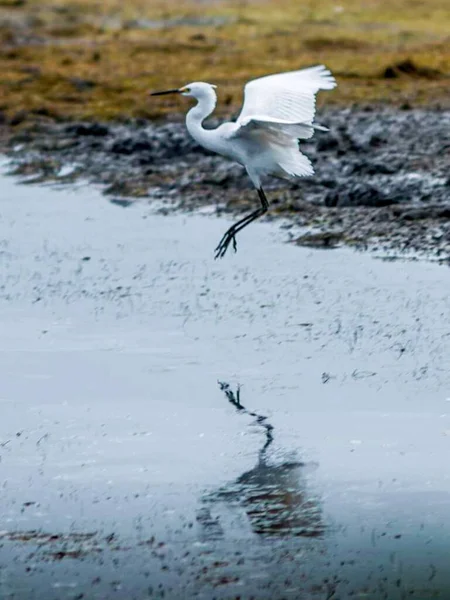 Great Egret Bird Ardeidae Family Bird Has Habitat Mud Rice — 图库照片