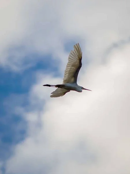 Büyük Balıkçıl Ardeidae Familyasından Bir Kuş Havada Uçuyor — Stok fotoğraf