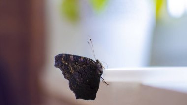 Evime yerleşmiş bir kelebeğin fotoğrafı.