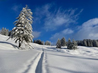 Karla kaplı huzurlu kış manzarasında kayak turu. Görüşürüz, Vorarlberg, Avusturya.