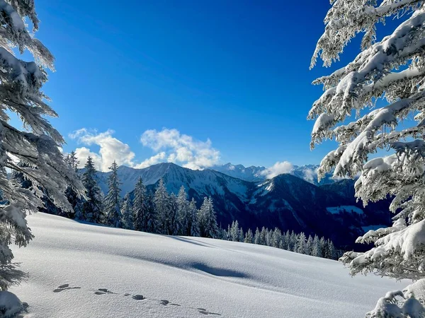 깊은 눈으로 덮힌 평화 로운 겨울 풍경 이 소나무로 장식되어 있다. 라트비아 사람들, 오스트리아의 보르아를 베르크. — 스톡 사진