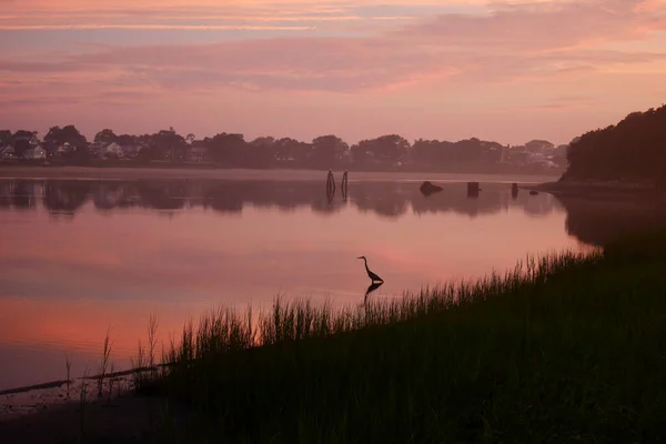 Heron in the waters of Buzzard Bay at sunrise. Dramatic early morning mood. Onset, Massachusetts, USA. — Stockfoto