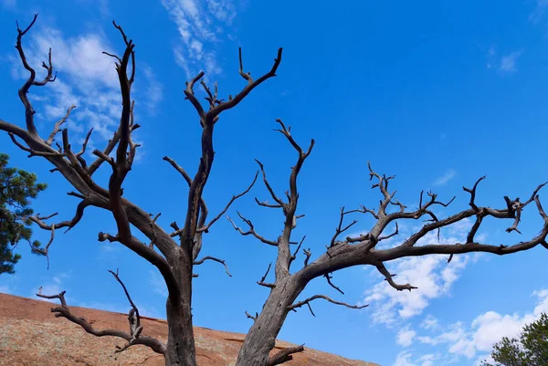 Albero sterile nel distretto di Needles nel Canyonlands National Park, Moab, Utah. — Foto Stock