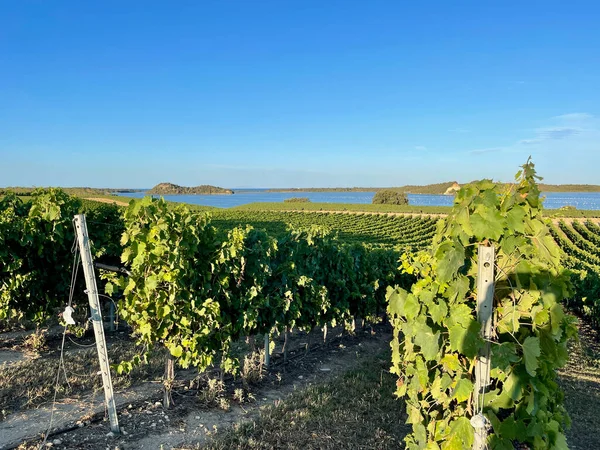 Deniz ve dağlar arasında Korsika üzüm bağı. Gün batımında Etang de Diana 'nın görüntüsü.