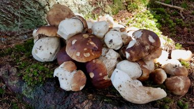 Yosunlu orman zemininde taze boletus ve porcini mantarı yığını.