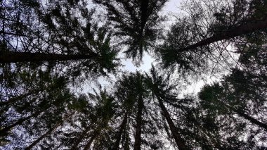 Kozalaklı ormandaki ağaç tepelerinin alçak açılı görüntüsü.