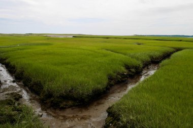 Sandwich Boardwalk 'tan manzara, küçük dere ve sulak arazi. Cape Cod, Massachusetts, ABD.