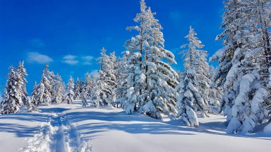Güneşli kış gününde ılıman kış manzarası. Görüşürüz, Vorarlberg, Avusturya.