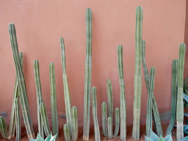 Cactus en frente de la pared roja, Marrakech, Marruecos. —  Fotos de Stock