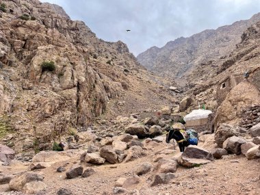 Sidi Chamharouch 'un kutsal beyaz kayasının önünde duran katır, Fas' ın Yüksek Atlas Dağları 'ndaki bir marabout türbesi..