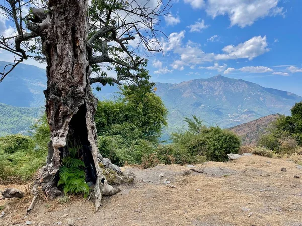 Huge old tree and mountains around Bergerie and Chapel San Bertuli in Monacia-dOrezza. Castagniccia, Corsica. — kuvapankkivalokuva