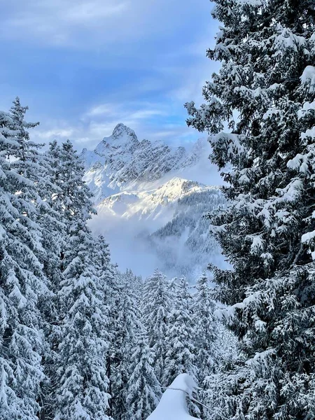 Snow-capped, sunlit Zimba in winter, framed by pine trees. Montafon, Vorarlberg, Austria. — 스톡 사진