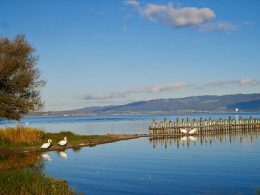 Entenbad, kuş barınağı, Rheinholz, Constance Gölü. Vorarlberg, Avusturya.