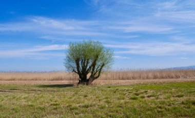 Rheinholz 'daki yalnız ağaç, Constance Gölü, Avusturya.