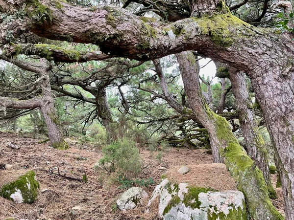 Old gnarled pine trees in Ospedale forest. Corsica, France. — стоковое фото