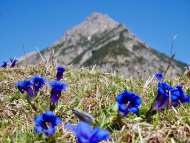 Avusturya Alpleri 'ndeki Gentianlar. Nenzinger Himmel, Vorarlberg.
