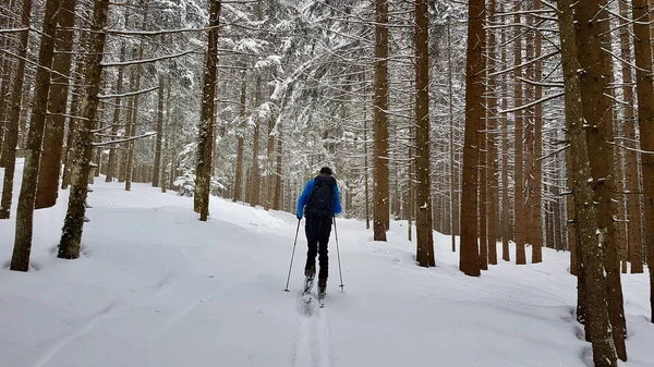 Karla kaplı bir ormanda kayak turu. Vorarlberg, Avusturya 'da kış. — Stok fotoğraf