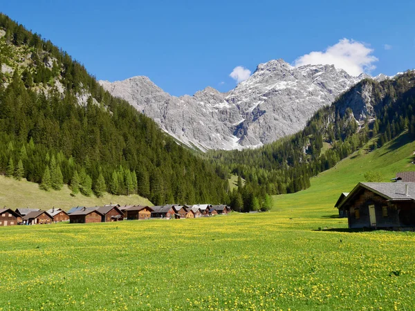 Nenzinger Himmel with Panueler in the background in spring. Mountain huts and yellow flower meadow. Vorarlberg, Austria. — Zdjęcie stockowe
