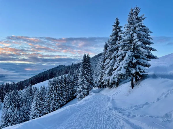 Idyllic winter hiking trail and toboggan track in the Austrian Alps. Duenser Aelpele, Vorarlberg, Austria. — 스톡 사진