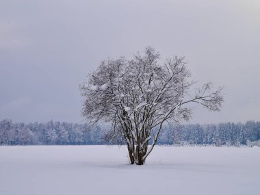 Huzurlu bir kış manzarasında yapayalnız bir ağaç. Karla kaplanmış. Feldkirch, Vorarlberg, Avusturya.
