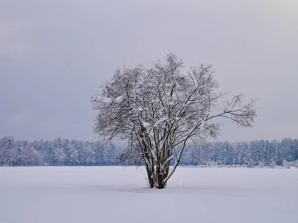 Arbre solitaire dans un paysage hivernal paisible profondément recouvert de neige. Feldkirch, Vorarlberg, Autriche. — Photo