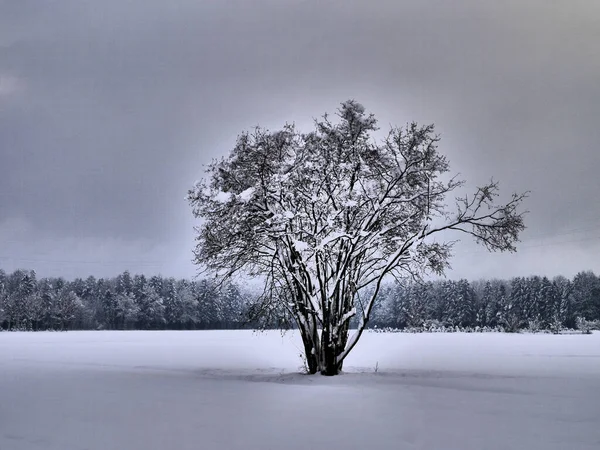 Árbol solitario en un tranquilo paisaje invernal profundamente cubierto de nieve. Feldkirch, Vorarlberg, Austria. — Foto de Stock